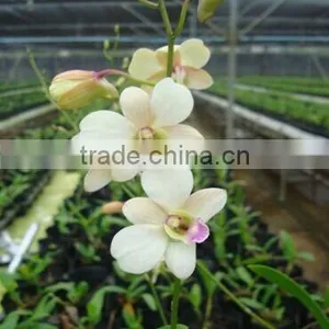 Dendrobium Hybrids Orchid Dendrobium Plant thumbnail-1