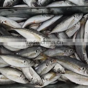 New Fish Frozen Horse Mackerel Seafood thumbnail-1