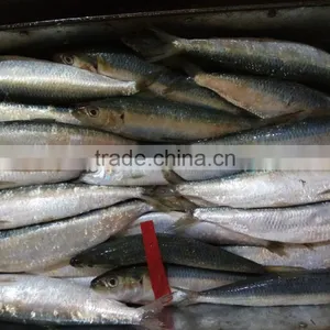 Super Quality and Competitive Price Canned Fish Sardine Frozen Sardine for Canning thumbnail-5