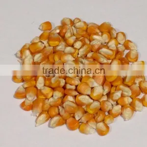 High Quality Maize Dried Corn thumbnail-1