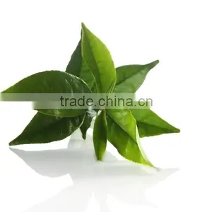 Certified Organic Green Tea For Live Fit Forever thumbnail-2