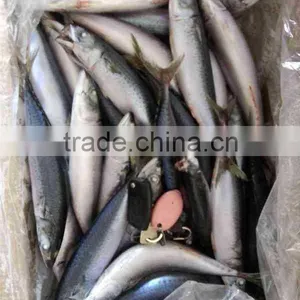 Chilled Pacific Mackerel Whole Round Size 200-300g thumbnail-4