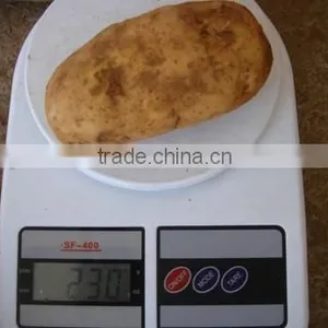 2015 Crop Chinese Fresh Holland Potato With Best Quality thumbnail-1