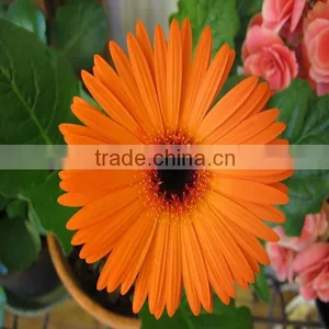 Chrysanthemum Flowers Exporters thumbnail-3