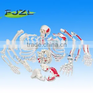 Disarticulated Skeleton With Skull, Half Part Colored thumbnail-1