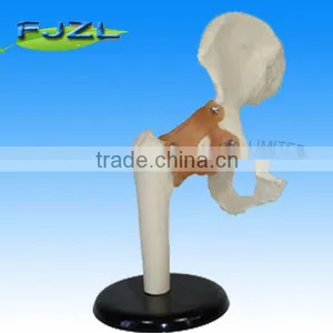 Life Size Medical Teaching Deluxe Functional Hip Joint Model thumbnail-1