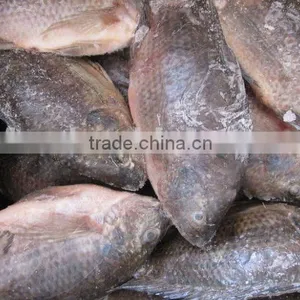 Frozen Whole Round Tilapia thumbnail-1