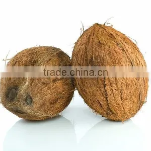 Indian Brown Natural Semi Husked Coconut thumbnail-3