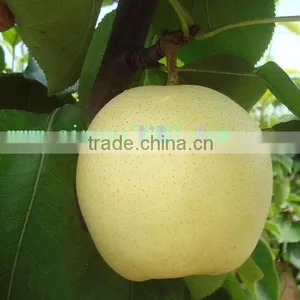 Apple Pears From China thumbnail-1