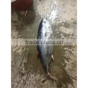 Bonito Frozen Fish From China thumbnail-1