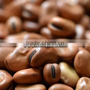 Canned Dry Fava Bean thumbnail-2