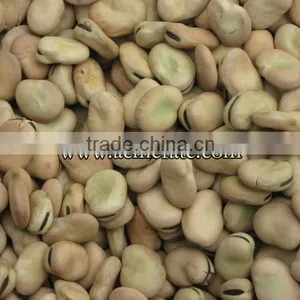 Canned Dry Fava Bean thumbnail-5
