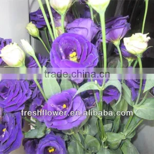 Fresh Cut Flowers Eustoma thumbnail-1