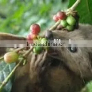 Kopi Luwak Asli thumbnail-1