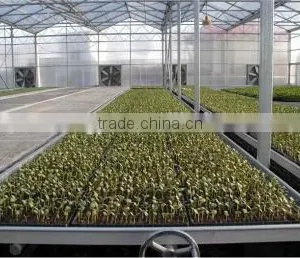 Low Cost Hydroponic Greenhouses System thumbnail-2
