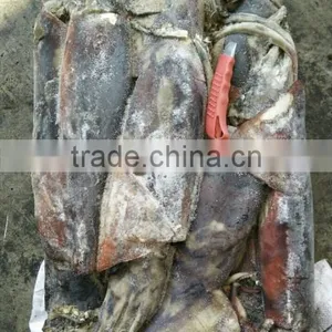 Frozen Peru Squid Wholesale thumbnail-2