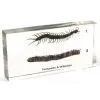 QF Educational Embedded Specimen Teaching Specimen - Centipede & Millipede thumbnail-1