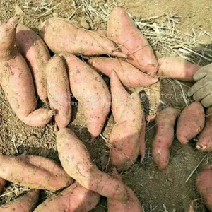 300g-450g Fresh Sweet Potato thumbnail-3