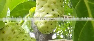 Premium Grade Noni Powder at Your Door Step thumbnail-2