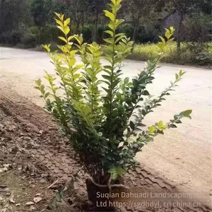 in the Shuyang Area, the Price of Centimeter-sized Golden Privet Seedlings is Cheap and the Survival Rate is High. thumbnail-3