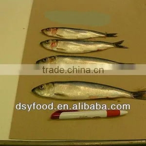 Frozen Fresh Sardine Fish for Canned Fish thumbnail-2