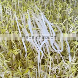 Full-automatic Bean Sprouts Machine(CE) thumbnail-4