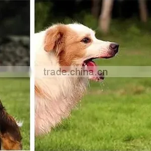 PP Dog Frisbee /Pet Frisbee Flying Disk Dog Toy thumbnail-6