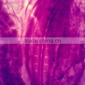 50pcs Box Chick Embryo Prepared Microscope Slides thumbnail-3