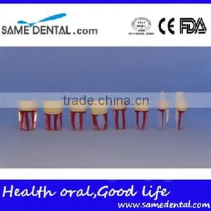 Dental Modle Internship Root Canal Tooth Model DEA-29 thumbnail-2