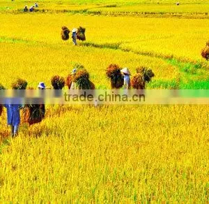 Vietnamese Long Grain White Rice GOOD PRICE (Whatsaaps/Viber:+84965152844) thumbnail-6