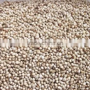 White Sorghum Chinese Quality thumbnail-3