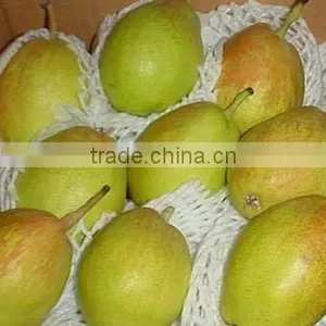 Fragrant Pear thumbnail-1