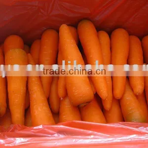 Chinese Fresh Carrot thumbnail-1