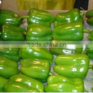 Color Pepper ( GREEN - YELLOW - RED ) thumbnail-3