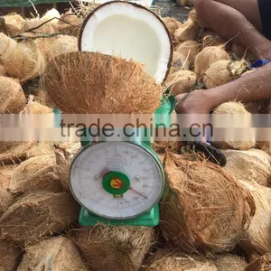 Vietmam Mature Coconut thumbnail-1