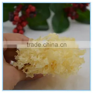 Dried White Wood Ear Fungus thumbnail-3
