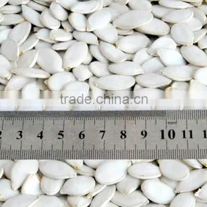 Wholesale Pumpkin Seeds Snow White Price thumbnail-1