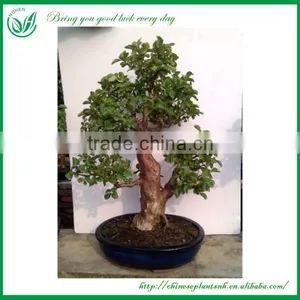 Bonsai Tree In Bonsai thumbnail-5