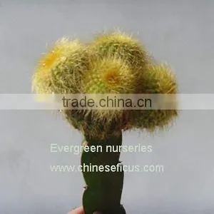 Notocactus Leninghausii thumbnail-1