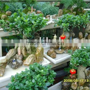 Ficus Microcarpa thumbnail-1