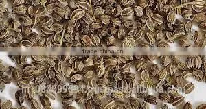 Celery Seed Oil thumbnail-3