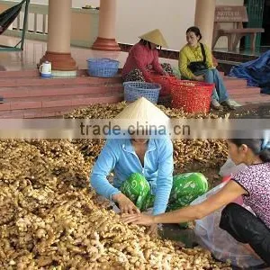 Vietnam Matcha Ginger Powder thumbnail-5