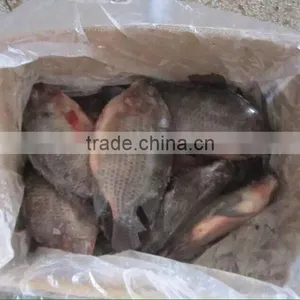 Frozen Tilapia thumbnail-1