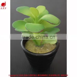 Potted Artificial Mini Succulents thumbnail-1