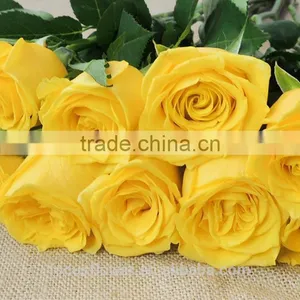 Dubai Fresh Flower Importers Rose Flowers Rare Rose Fresh Anthurium Rose Wholesale All Types of Flowers Wholesale thumbnail-4