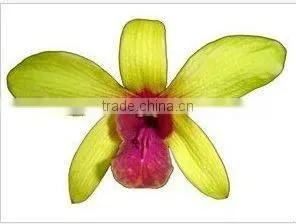 Thailand High Quality D-009 Dendrobium Red Lip Orchid thumbnail-1