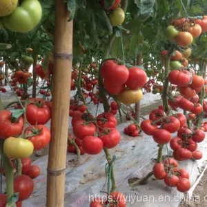Big Pink Seeds Hot Tomato Greenhouse Plant Tomato Seeds No.62 thumbnail-5