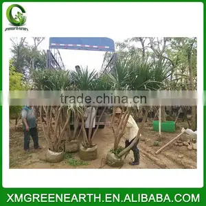 Dracaena Angustifolia (2) thumbnail-1
