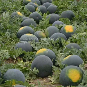 Maria Chinese Black Skin and Diploid Watermelon Seeds thumbnail-2
