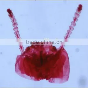 High Quality Zoology Slides ,high Quality Animal Slides thumbnail-2